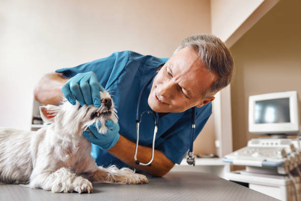 Best 24-Hour Emergency Dental Care in Ridgeland, SC